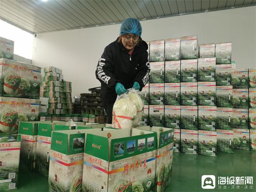 從田間地頭到品牌餐桌 膠州大白菜的“出圈”之路與專業(yè)化生產(chǎn)服務(wù)